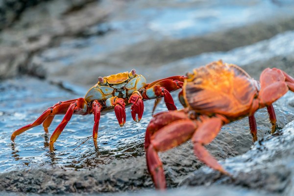 Crab-wu-unsplash