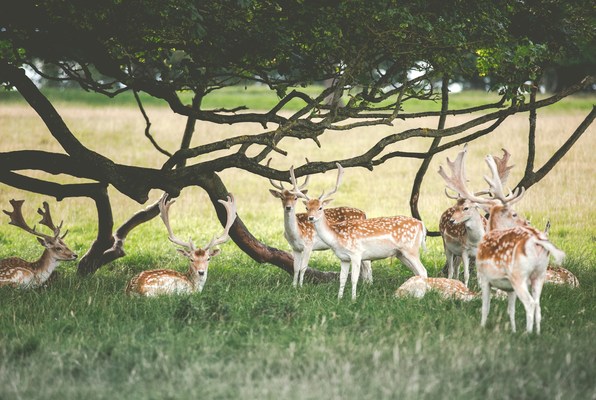 Deer-ou-unsplash