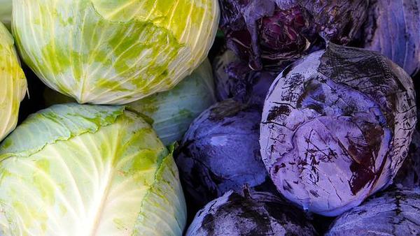 Cabbage-4548054_640