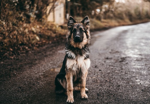 Dog-ekc-unsplash