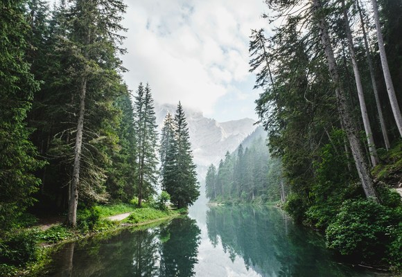 Forest-as-unsplash