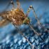 Mosquito-u0-unsplash