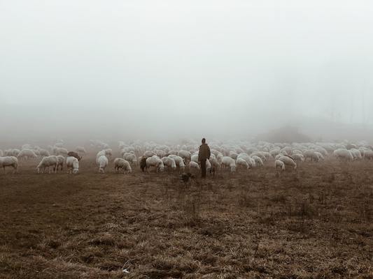 Sheeps-om-unsplash