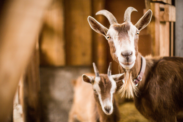 Goats-27002-freepik