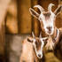 Goats-27002-freepik