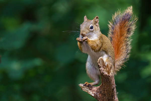 Squirrel-29250-magnific