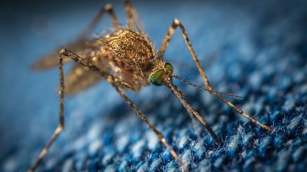 Mosquito-u0-unsplash