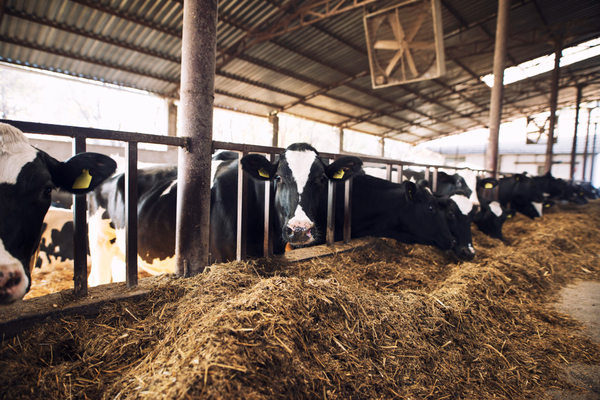 Cows-895-freepik
