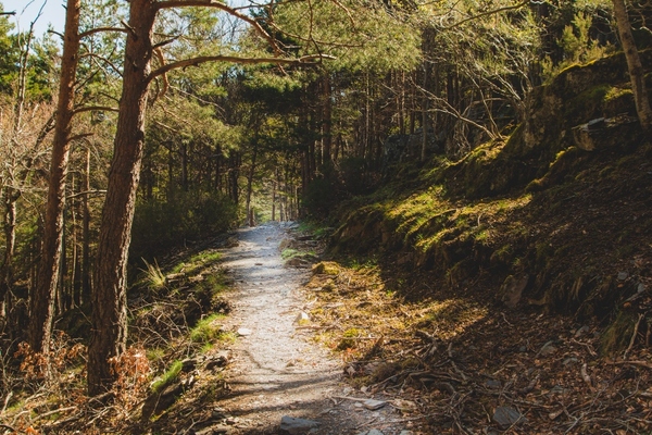 Forest-2147632823-magnific