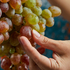 Grape-33938-magnific