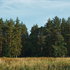 Forest-1666-freepik