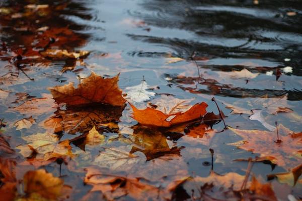 Rain-autumn_cby-unsplash