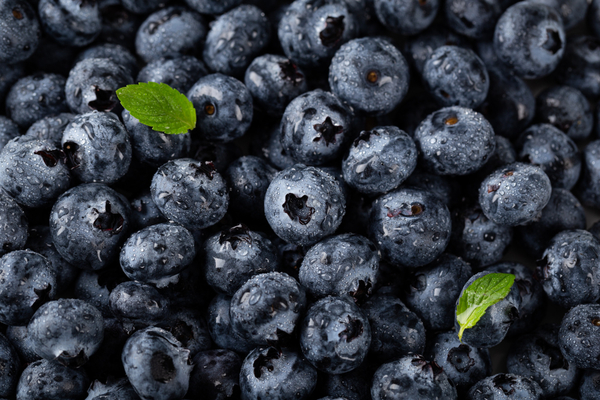 Blueberry-1166-magnific